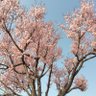 Фото профиля トラみー