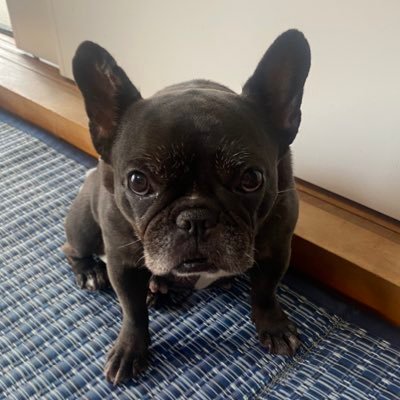 mewmew8826's profile picture