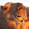 Jamal Wasimberg's profile picture