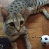 Veronique Seris profil fotoğrafı