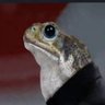 gmZ's profile picture