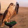 سلطان آل سلطان🇰🇼 的头像
