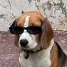 Vacation Terry's profile picture