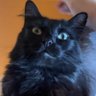 Profilbild von HONG