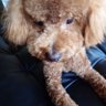 昌彦's profile picture