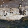 ローズクォーツ🐧's profile picture