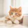 猫好き 的头像