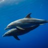 Robotic Dolphin profil fotoฤrafฤฑ