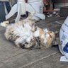 benson 的头像