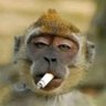 jiSaw profil fotoğrafı