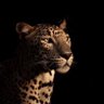 Фото профиля ARWA ᴹᵀ | 🏆