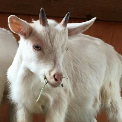 🐐's profile picture