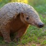 Pangolin 的头像