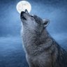 Wulf's profile picture