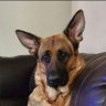 Grateful's profile picture