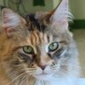 kittymadgrrrr profil fotoğrafı