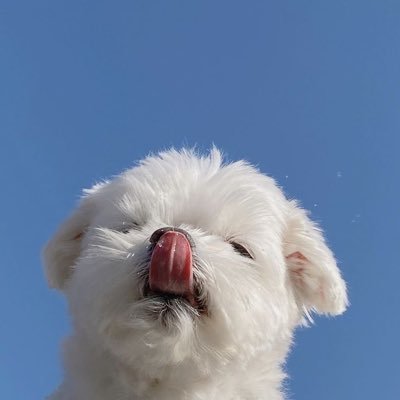 Modchaya's profile picture