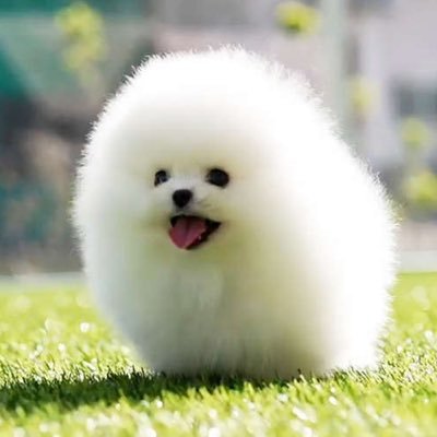 kogomir's profile picture