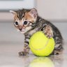 Фото профиля yellowfluffyball
