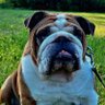 Letchik's profile picture