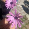 Фото профиля ladymisszone