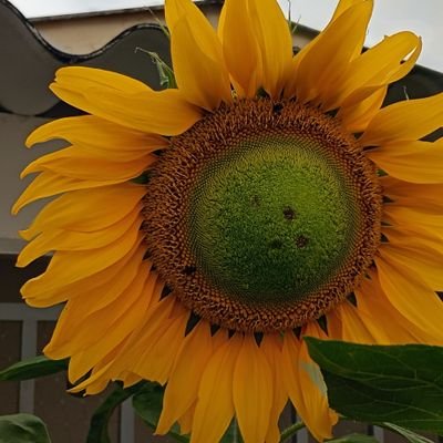 morantes_olga's profile picture