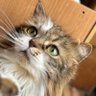 コミー profil fotoğrafı