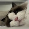 sasha profil fotoğrafı