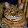 ぽんぽこ's profile picture