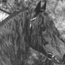 Johan ijtsma's profile picture