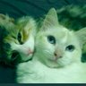 Honey_pie profil fotoğrafı