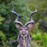 Greater Kudu's profile picture