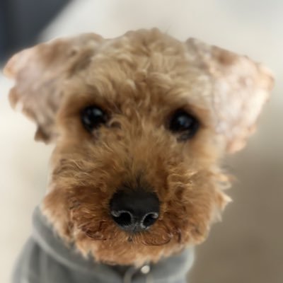 Populist Pup's profile picture