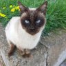 Cy 🎀🌸🐱💗 profil fotoğrafı