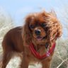 Profilbild von ruby