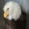 Amy M Vroman's profile picture