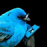 Blu's profile picture