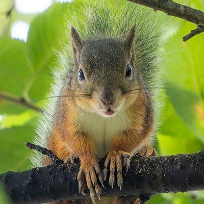 るる Lairaruru🐿🦋🌎🇯🇵's profile picture