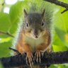 Фото профиля るる Lairaruru🐿🦋🌎🇯🇵