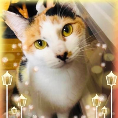 タニエール🗣's profile picture