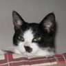 El Gato profil fotoğrafı