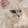 Fini子アンプラグド profil fotoğrafı