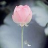 彼岸妙音's profile picture