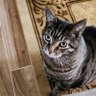 Prince'sMomAlison🐱👑👩‍🦰 profil fotoğrafı