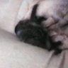 Perro abrazando almohada profil fotoğrafı