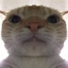 el profil fotoğrafı
