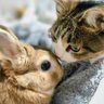 マヌルネコ profil fotoğrafı