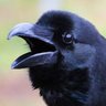 Фото профиля 【 🐦⬛ 】