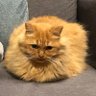 Фото профиля うにさん