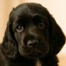 MAXLUV | Pet Tribute Token's profile picture
